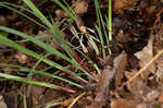 Purple sedge